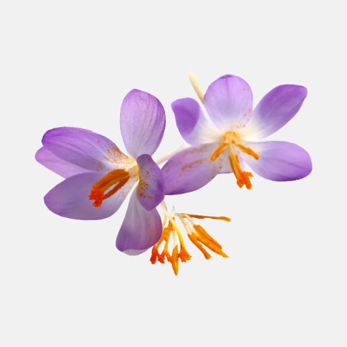 Crocus safran pour la culture du safran - Crocus Sativus