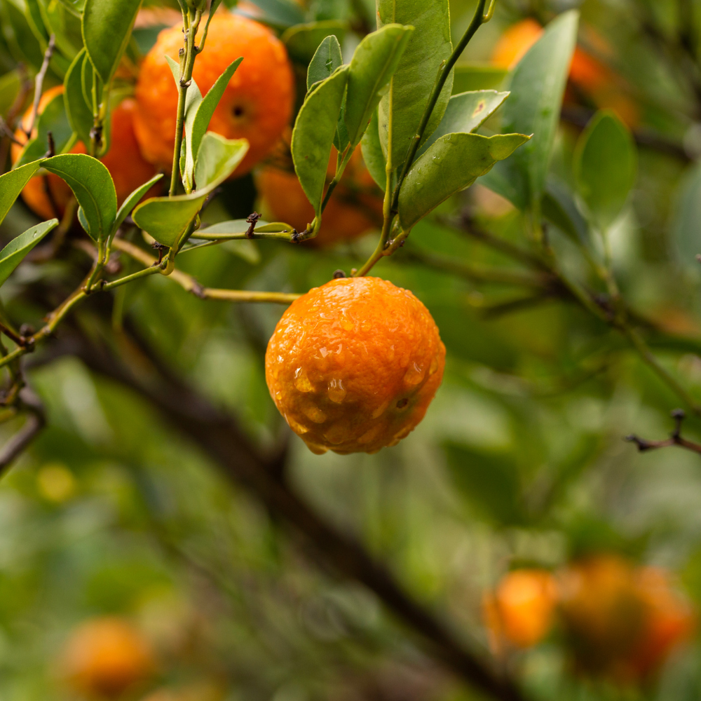 Mandarinier Satsuma - Citrus unshiu - Agrume aux mandarines sans pépins