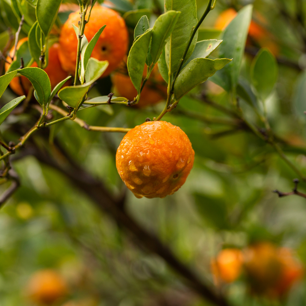 Satsuma mandarijn - Citrus unshiu