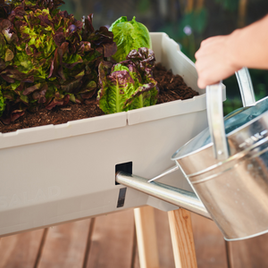 SAMMY SALAD - boîte d'élevage intelligente avec réservoir d'eau et couvercle