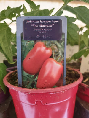 Tomate italienne San Marzano en pot 1 plante