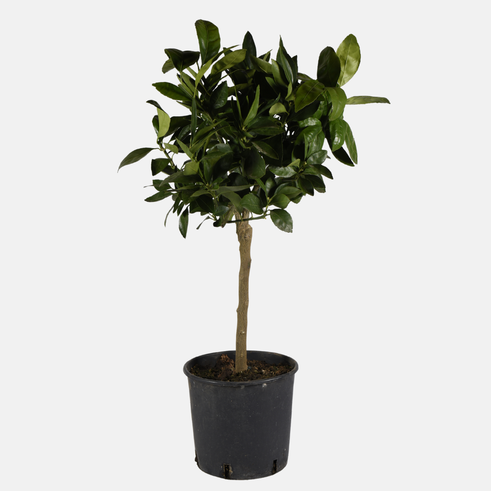 Mandarine Satsuma - Citrus unshiu