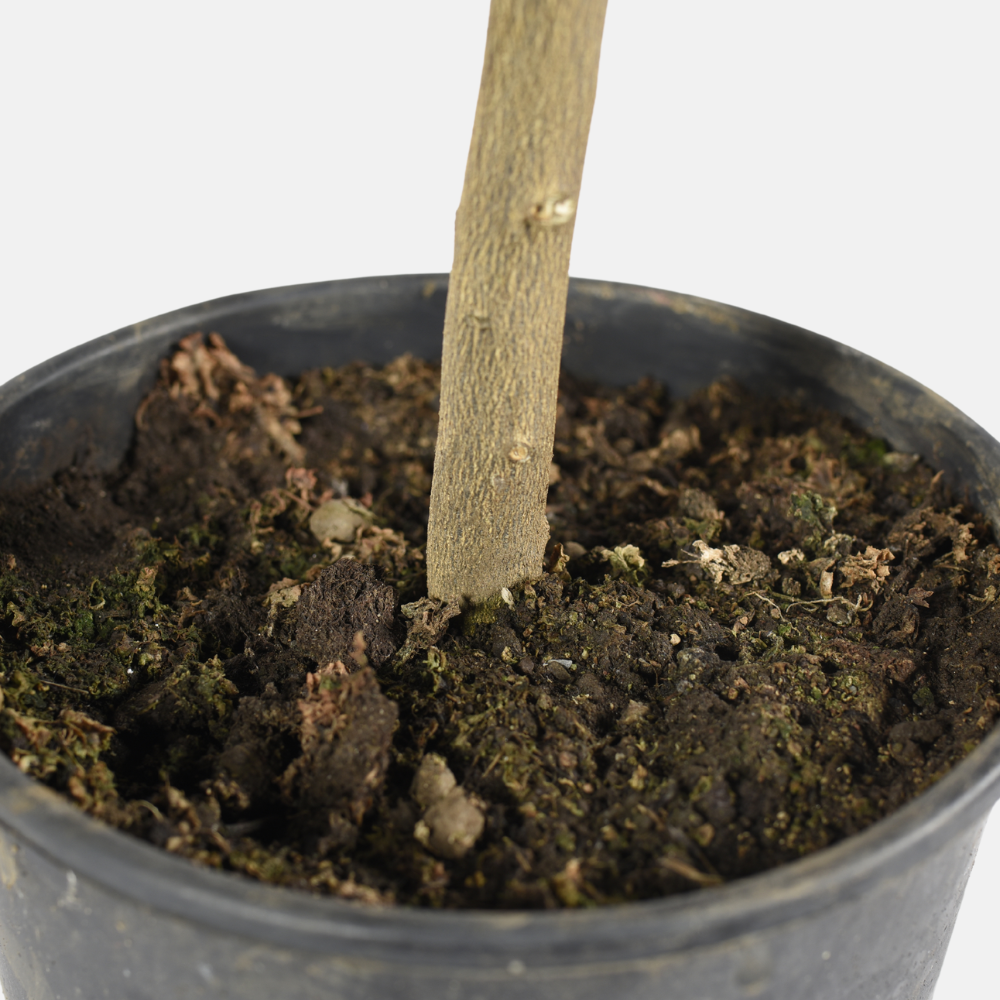 Mandarine Satsuma - Citrus unshiu