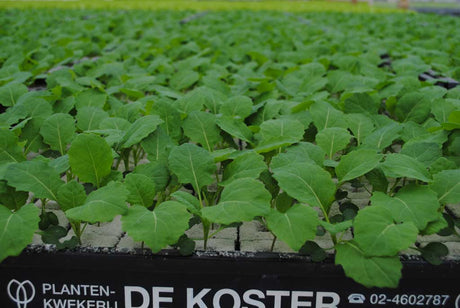 Savooi kool plantjes BIO