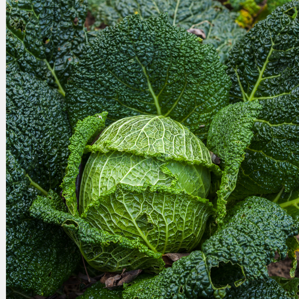 Savoy cabbage plants 5 pieces BIO
