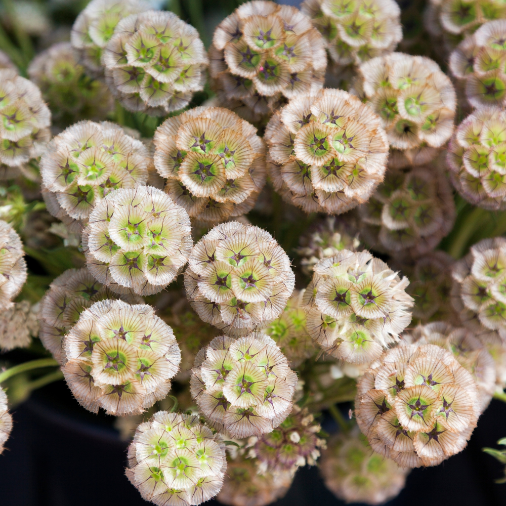 Scabiosa stellata (Taubenkraut) – Papiermond