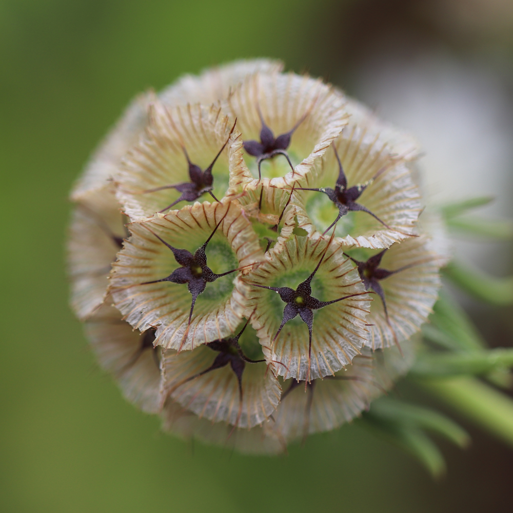 Scabiosa stellata (duifkruid) - 'Paper Moon'
