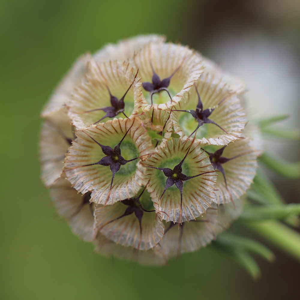 Scabiosa stellata (Taubenkraut) – Papiermond