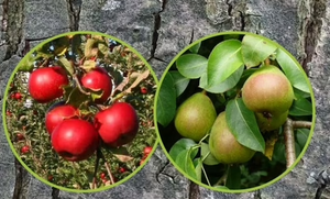 Piège à phéromones Carpocapse de la pomme | Piège à carpocapse de la pomme (Cydia pomonella)