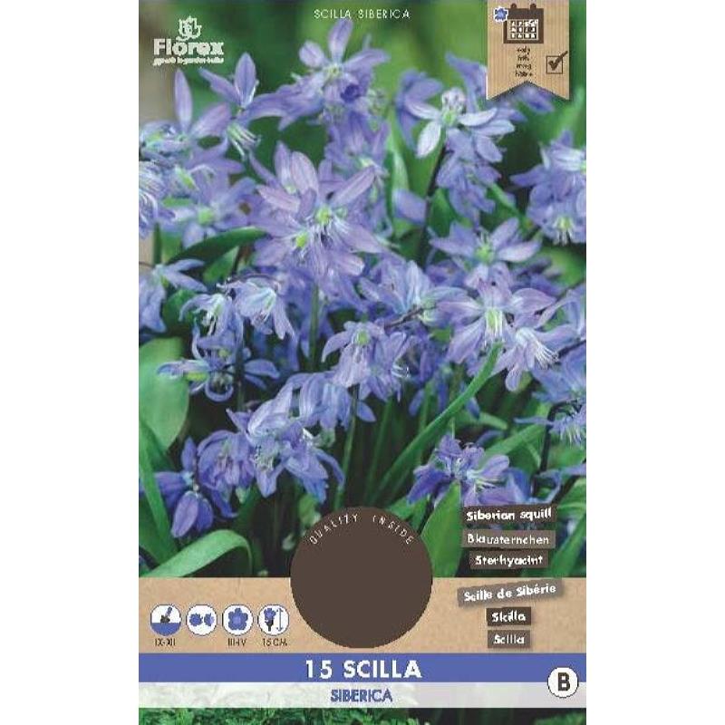 Scilla Siberica (Boshyacinth)  7/8 15 stuks