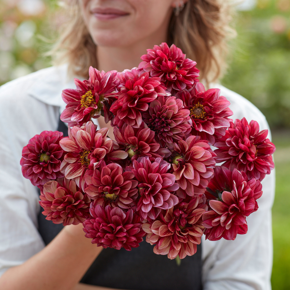 Dahlia 'Seniors Hope' 