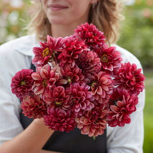 Dahlia 'Seniors Hope' 