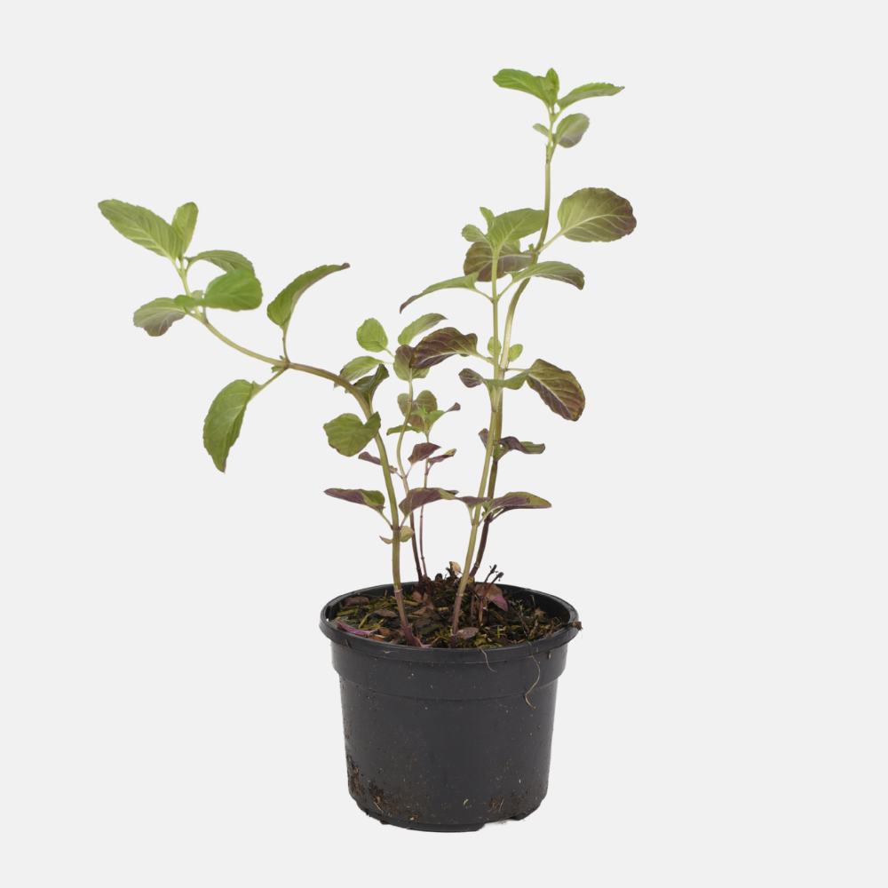 Sinaasappelmunt (mentha piperita) - 'Orange' ( BIO