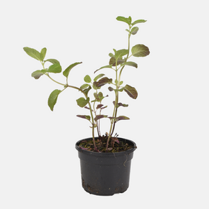 Sinaasappelmunt (mentha piperita) - 'Orange' ( BIO