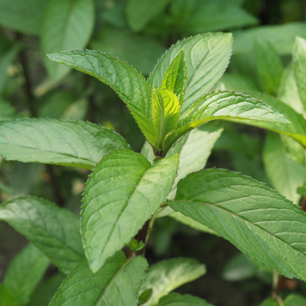 Sinaasmunt plant - P9 pot