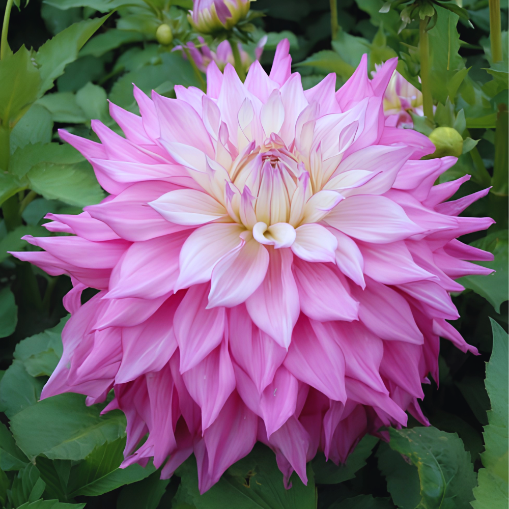 Dahlia 'Sir Alf Ramsey'