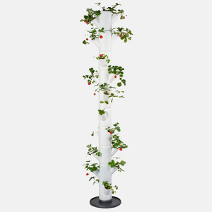 SISSI FRAISE - Infinity pour 21 plantes - 185 cm de hauteur