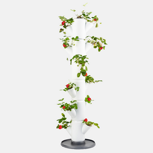 SISSI FRAISE - Classique pour 13 plantes - 113 cm de hauteur