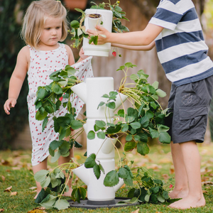 SISSI FRAISE - Démarreur pour 9 plants - 77 cm de hauteur