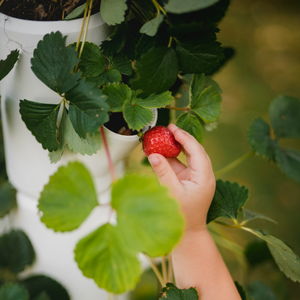 SISSI FRAISE - Démarreur pour 9 plants - 77 cm de hauteur