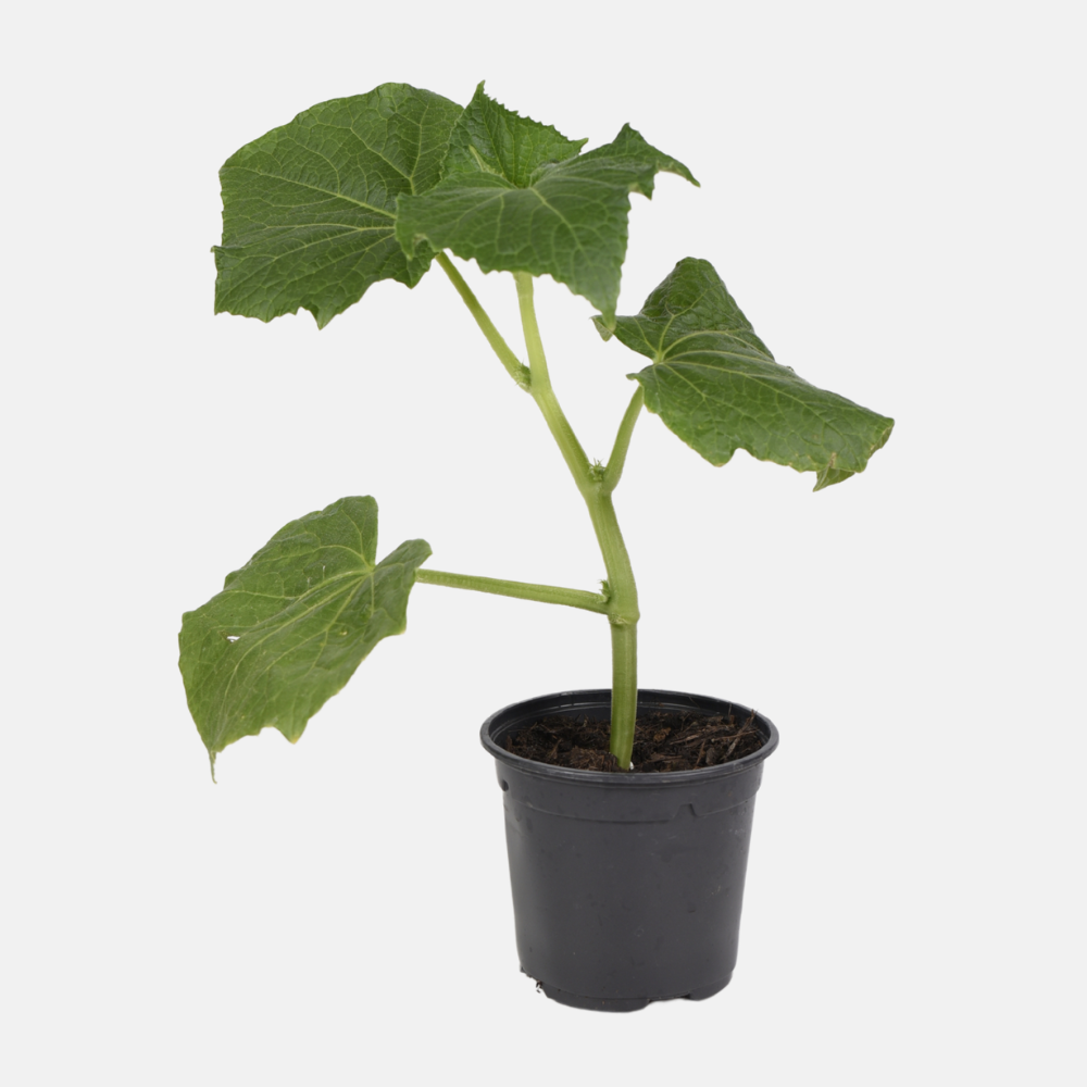 Snack komkommer plant 1 stuk BIO