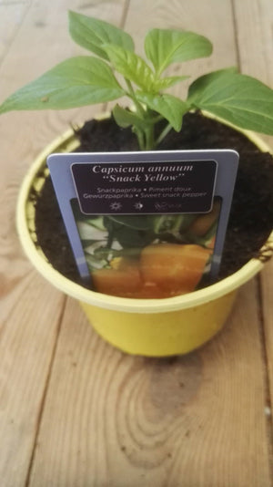 Snack paprika Snack Yellow (geel) in pot 1 plant