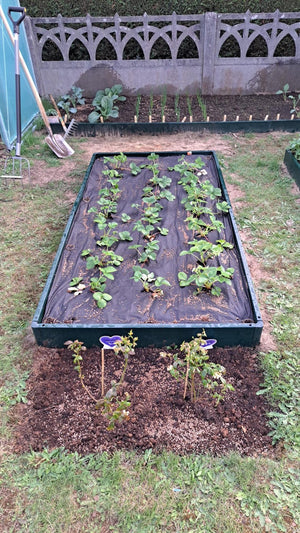 Colis fraises pleine terre, plants de 5 m² et tout le matériel de culture