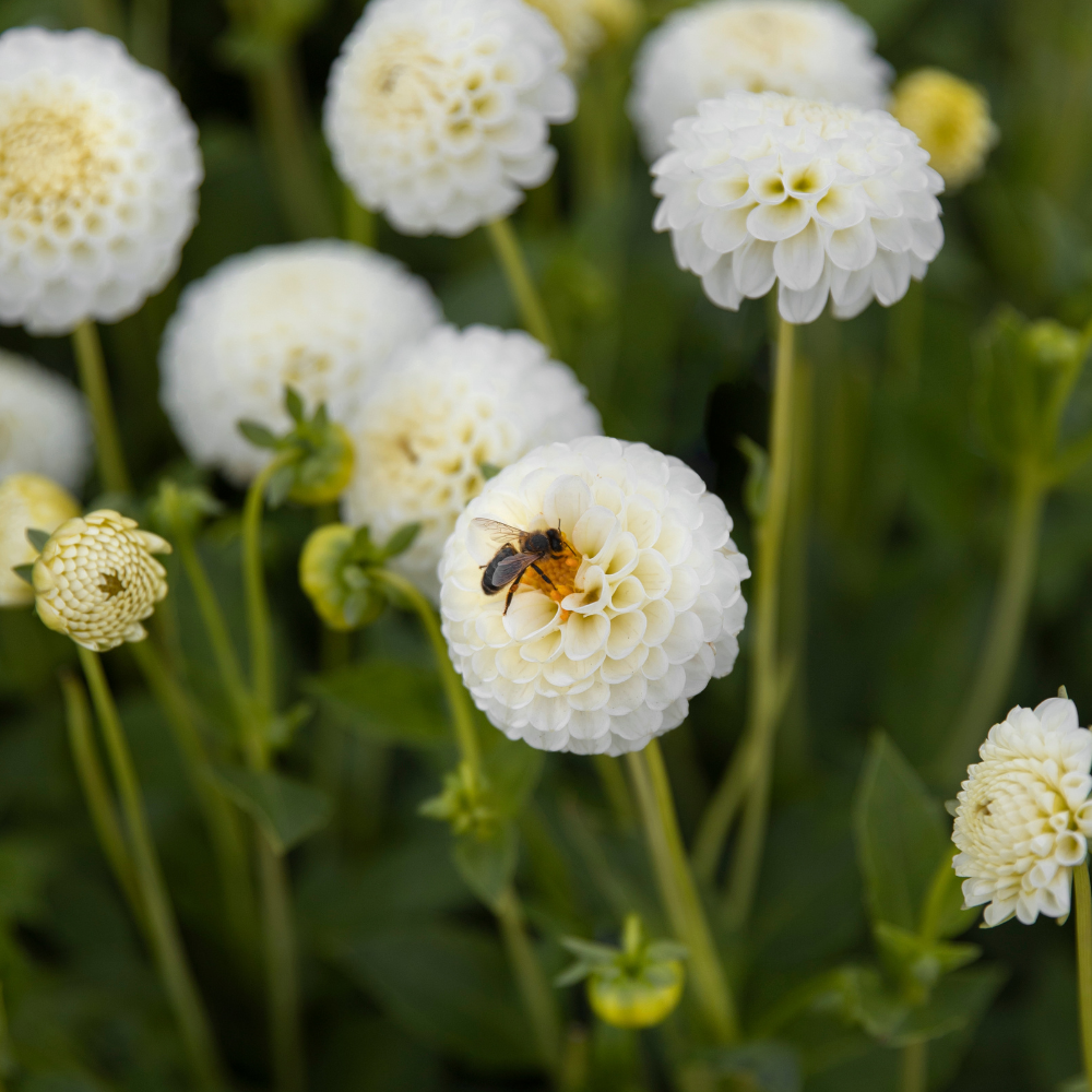 Dahlia 'Snowflake'