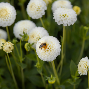 Dahlia 'Snowflake'