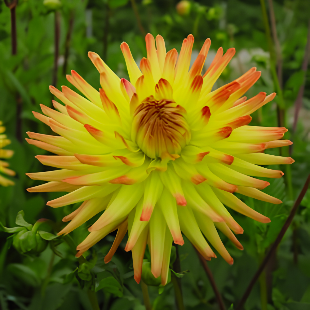Dahlia 'Spassmacher'