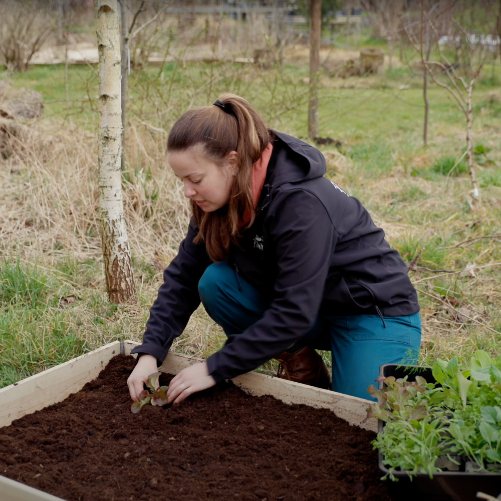 Bac potager surélevé / bord de palette en bois non traité (120x80x19,5cm)