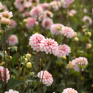 Dahlia 'Strawberry Cream'