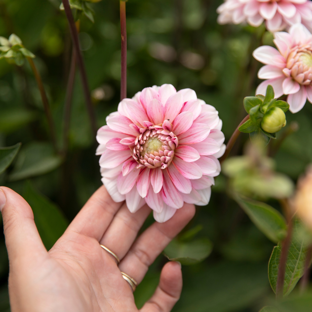 Dahlia 'Strawberry Cream'