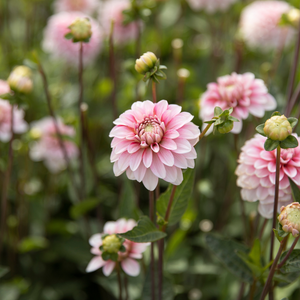 Dahlia pakket 'Onze 12 favorieten'