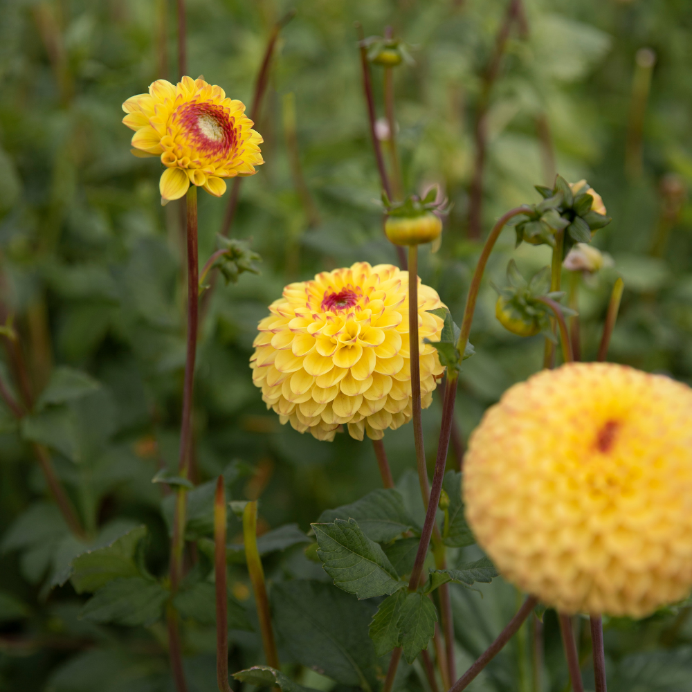 Dahlia 'Sunny Boy'