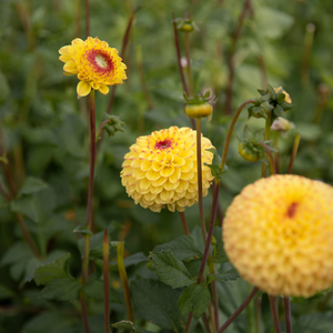 Dahlia 'Sunny Boy'