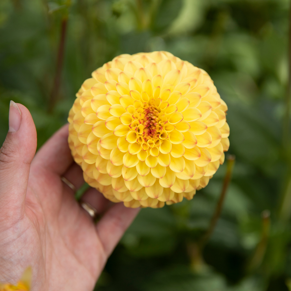 Dahlia 'Sunny Boy'