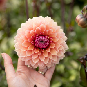 Dahlia 'Sweet Sanne'