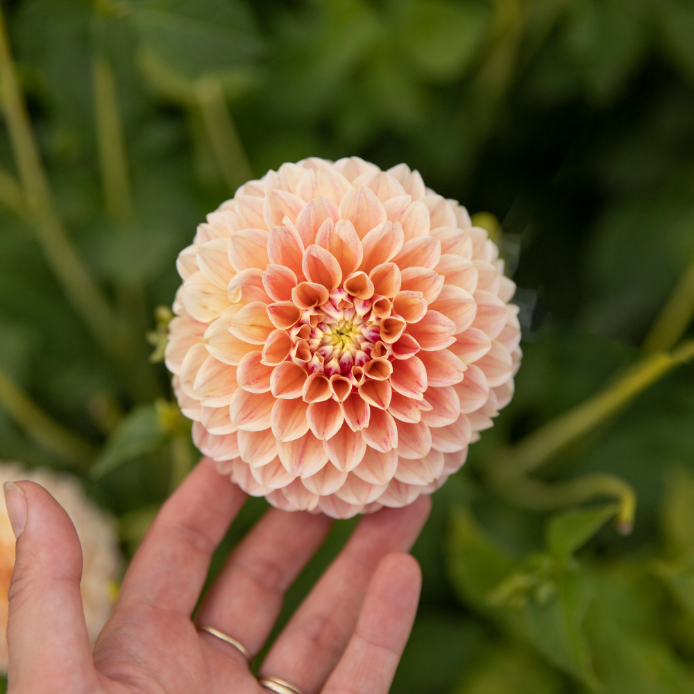 Dahlia 'Sweet Suzanne'