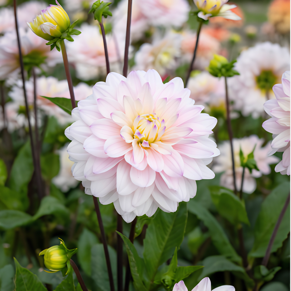 Dahlia 'Sylver Years'