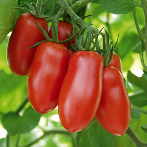 Tomate snack 'Tutti Frutti' rouge en pot 1 plante