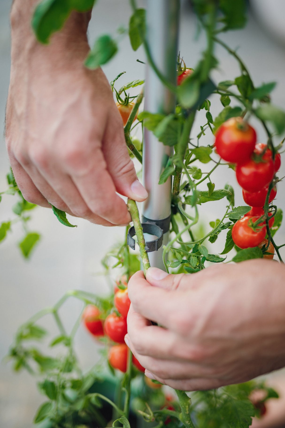 Tom TOMATO - Tomato buddy - stabiele klimsteun