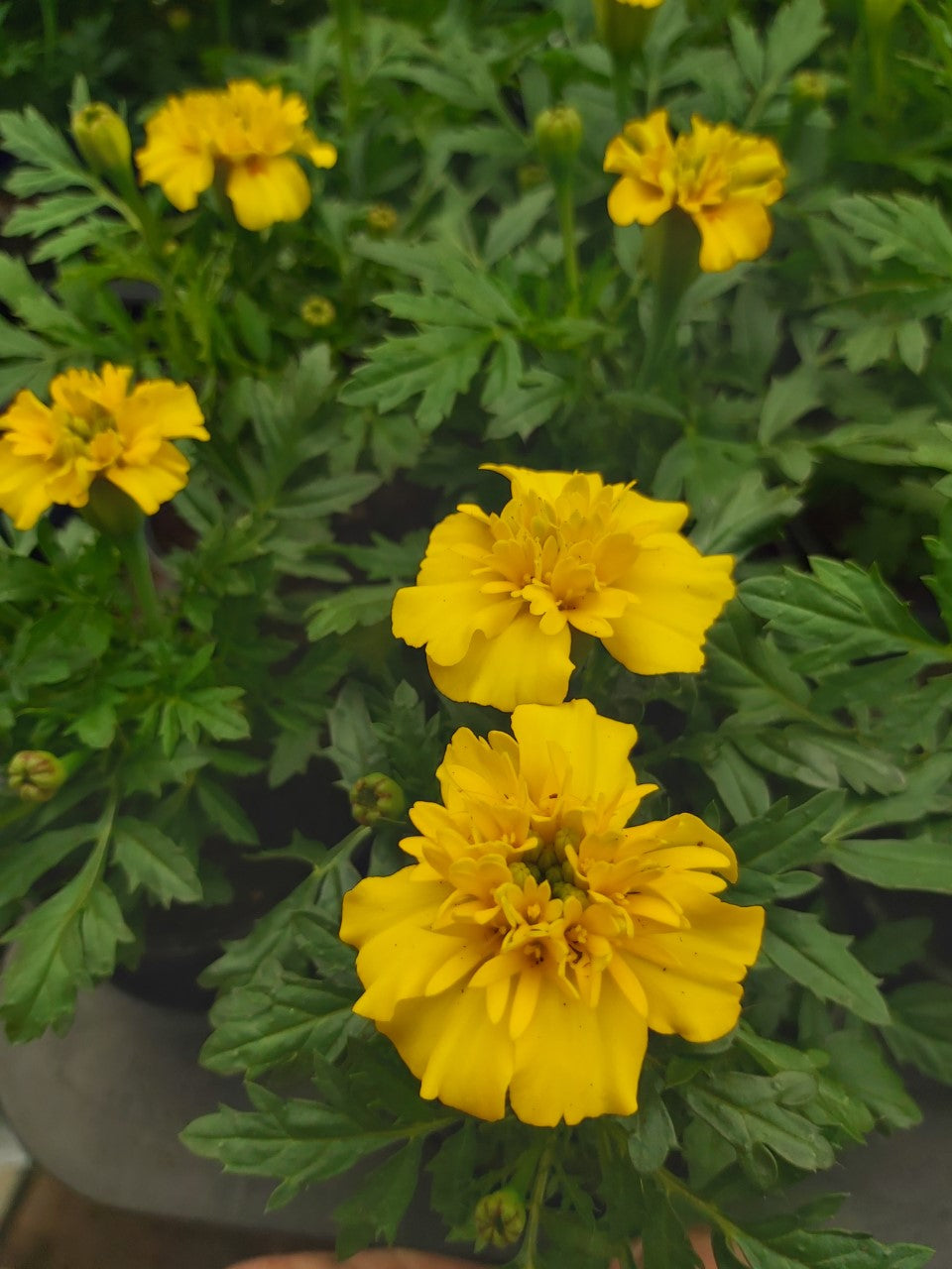 Tagetes Ringelblumen Gelb im Topf 7 cm 1 Pflanze