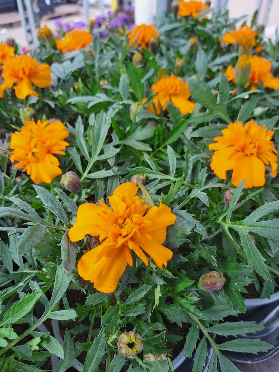 Tagetes Ringelblumen Orange im Topf 7 cm 1 Pflanze