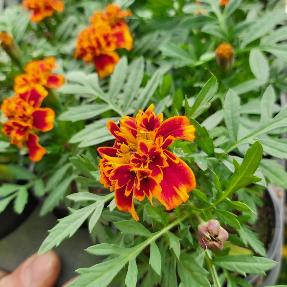Tagetes Soucis Rouge-Orange flambé en pot 7 cm 1 plante