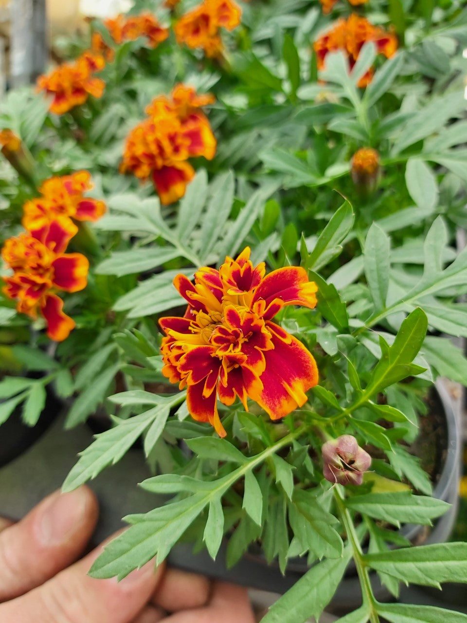 Tagetes Ringelblumen Rot-Orange geflammt im Topf 7 cm 1 Pflanze