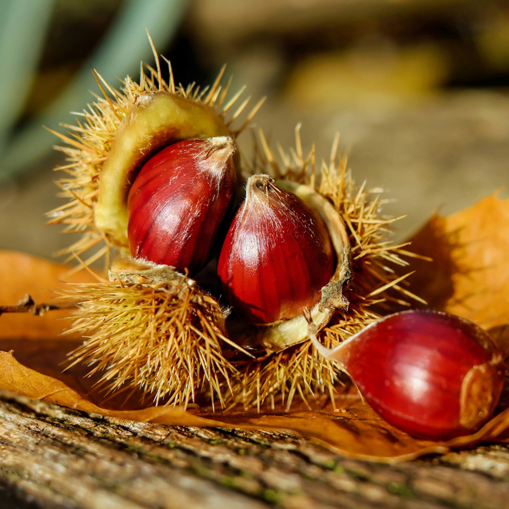 Chestnut tree Tame