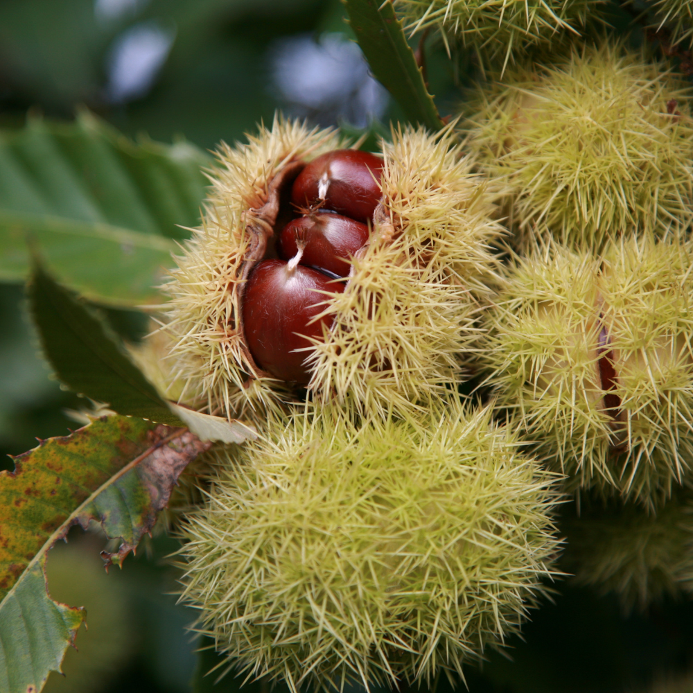 Chestnut tree Tame