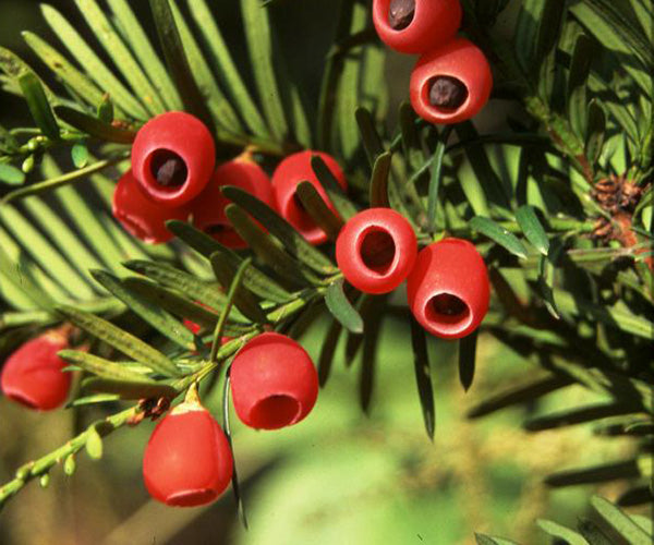 If ou Venijnboom (Taxus baccata) - racine nue - 20/30 cm