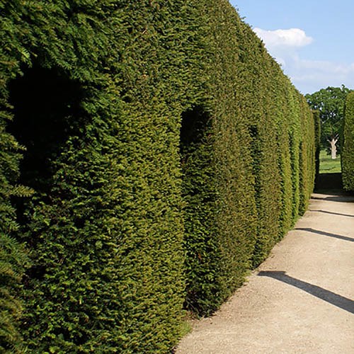 Taxus of Venijnboom (Taxus baccata) - blote wortel - 20/30 cm